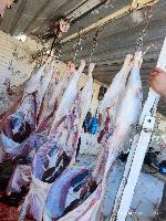 Image: smarthandimage251023120448.jpeg